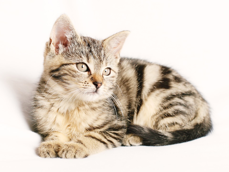 pet